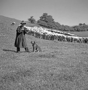 Shepherd with his flock of sheep, ca