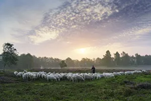 Shepherd with a flock of sheep in the heath at sunrise