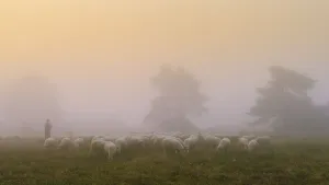 Shepherd with a flock of sheep in the heath at the Thuelsfeld dam at sunrise