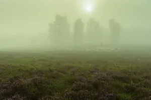 Shepherd with a flock of sheep in the heath at the Thulsfeld dam at sunrise in the fog