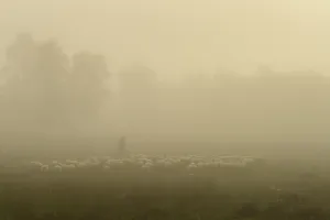 Shepherd with a flock of sheep in the heath at the Thulsfeld dam at sunrise in the fog