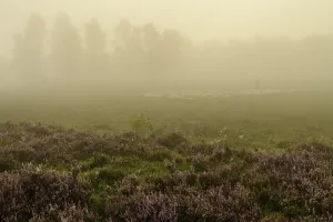 Shepherd with a flock of sheep in the heath at the Thulsfeld dam at sunrise in the fog