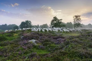 Shepherd with a flock of sheep in the heath at the Thulsfeld dam at sunrise in the fog