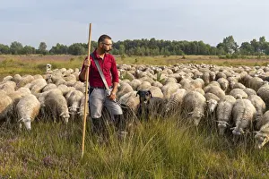 Shepherd with flock of sheep in the Neustadter Moor