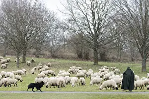 Shepherd with flock of sheep and sheepdog