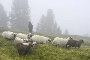 A shepherd with a flock of Valais black-nosed domestic sheep (Ovis orientalis aries)