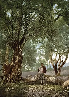Shepherd with herd in an olive grove
