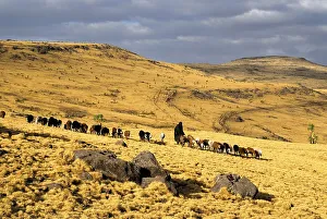 Shepherd with herd of sheep in Semien Mountains National Park near Geech Ethiopia