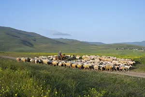 A shepherd leads a flock of sheep across a vast green pasture with rolling hills in the background under a blue sky