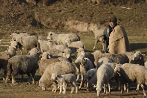 Shepherd with sheep flock, ewes and lambs in december