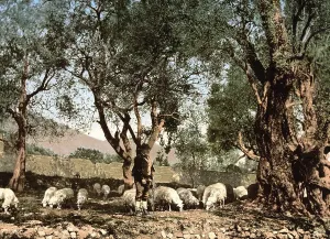 Shepherd tending sheep in an olive grove