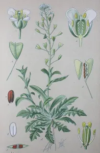Shepherd's purse (Capsella bursa-pastoris)