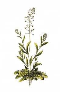 The shepherd's purses (Capsella bursa-pastoris)