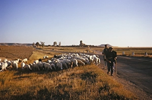 Shepherds and sheep, northern Meseta, Spain 1964