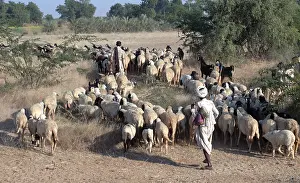 Sheppard along with flock of sheep