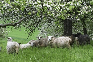 Sheps on a meadow with flowering fruit trees