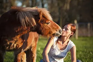 Shetland pony, chestnut gelding