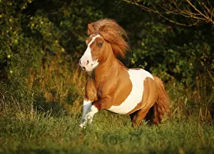 Shetland Pony, skewbald horse, galloping across a meadow
