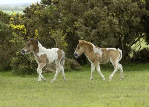 Shetland Pony south west England