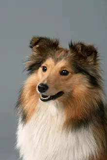 Shetland-Schaferhund, Sheltie<br> Shetland-Sch?ferhund