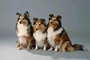 Shetland-Schaferhunde, Sheltie<br> Shetland-Sch?ferhunde