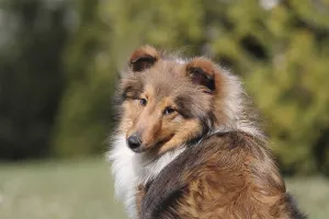 Shetland Sheepdog