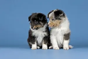 Shetland Sheepdog puppies, 6 weeks