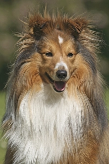 Shetland Sheepdog, Sheltie, portrait