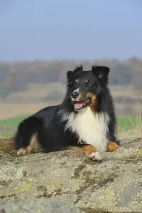 Shetland Sheepdog, Sheltie, tricolour