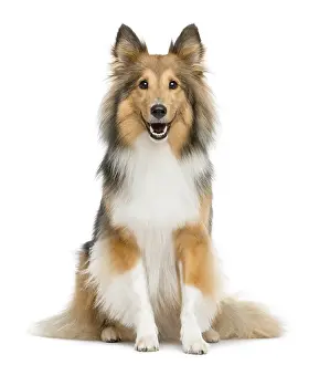 Shetland Sheepdog sitting in front of a white background