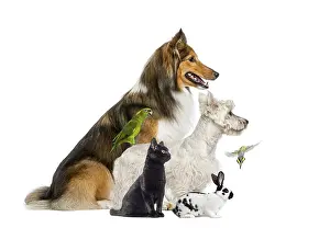 Shetland sheepdog, west highland white terrier
