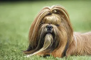 SHI TZU DOG, PORTRAIT OF AN ADULT