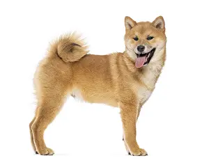 Shiba inu dog standing with mouth open and tongue out
