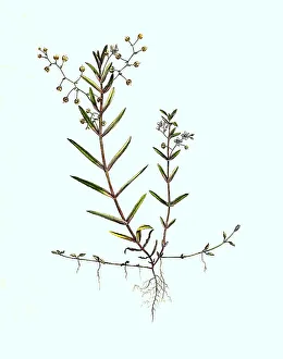 Shield Speedwell, Veronica scutellata