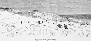Shifting sand dune, buried forest