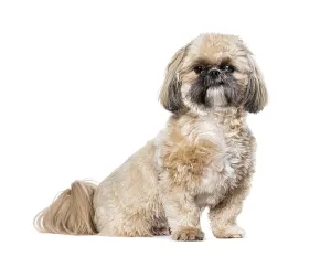 Shih Tsu, Isolated on white