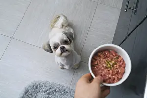 Framed Print : Shih tzu dog getting food from owner at kitchen