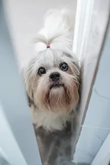 Shih tzu dog peek through open door