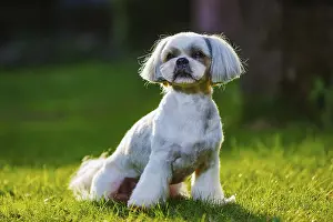 Framed Print : Shih tzu dog sitting on grass in garden