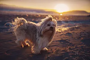 Framed Print : Shih tzu dog standing at the edge of lake at sunset