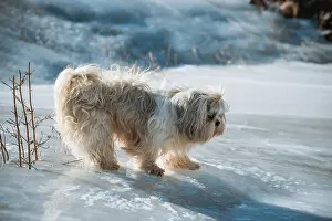 Framed Print : Shih tzu dog standing on ice trying not to slip