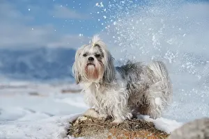 Framed Print : Shih tzu dog standing on mountains and snow background at winter Framed Print : Shih tzu dog standing on mountains and snow background at winter