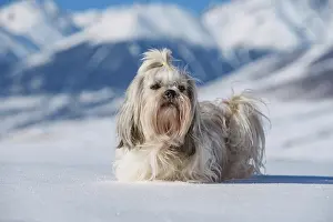 Framed Print : Shih tzu dog standing in snow on mountains background at winter