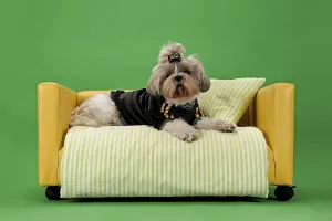 Shih Tzu, female, 3 years, colour white gold