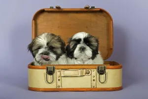 Two Shih Tzu puppies, 10 weeks