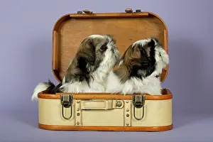 Two Shih Tzu puppies, 10 weeks