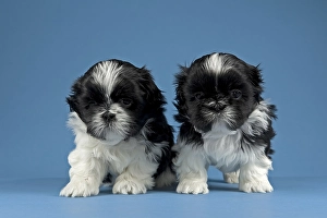 Two Shih Tzu puppies, 4 weeks, black and white