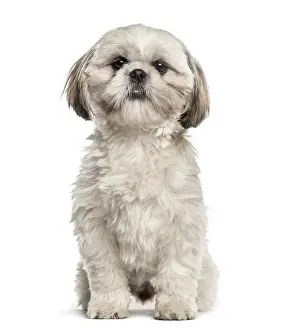 Shih tzu sitting, isolated on white
