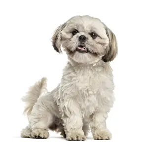 Shih tzu sitting and wagging tail