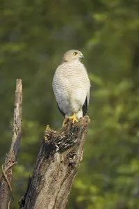 Shikra (Accipiter badius) adult